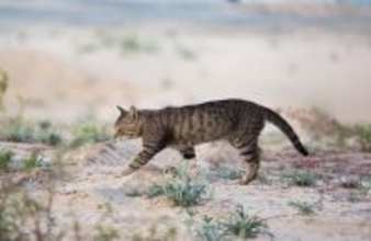 激戦地のアフガニスタンで、兵士の心を支えた猫　家族として米国へ