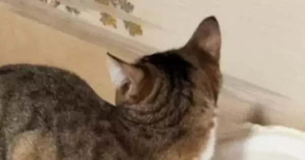 実家にやって来たネコ→視線を感じて振り向くと、『扉の隙間』から…衝撃の光景が78万再生「シャイニングｗ」「めっちゃ見てるｗ」と爆笑の声