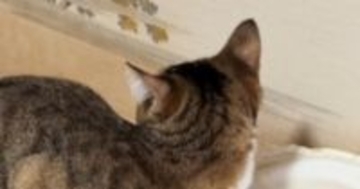 実家にやって来たネコ→視線を感じて振り向くと、『扉の隙間』から…衝撃の光景が78万再生「シャイニングｗ」「めっちゃ見てるｗ」と爆笑の声