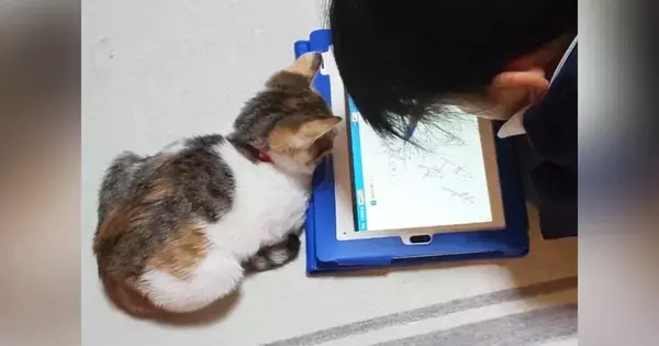 小さい頃から一緒にいる『お姉ちゃんと子猫』→５年後……心温まる『ビフォーアフター』に「本当に素敵」「ずっと一緒だね」とSNSで反響