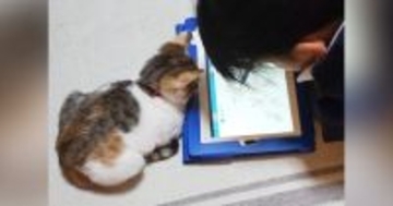 小さい頃から一緒にいる『お姉ちゃんと子猫』→５年後……心温まる『ビフォーアフター』に「本当に素敵」「ずっと一緒だね」とSNSで反響