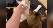 先輩猫を嫉妬させずに『後輩猫を撫でる方法』とは……飼い主が編み出した『まさかの解決策』が123万表示「よく思いついたね」「器用ｗｗ」
