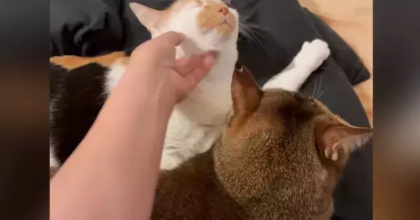 先輩猫を嫉妬させずに『後輩猫を撫でる方法』とは……飼い主が編み出した『まさかの解決策』が123万表示「よく思いついたね」「器用ｗｗ」