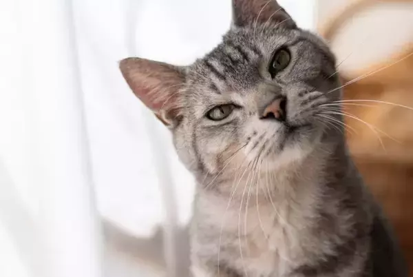 猫は人を『見た目』で判別できるの？3つの認識方法から混乱させないためのポイントまで