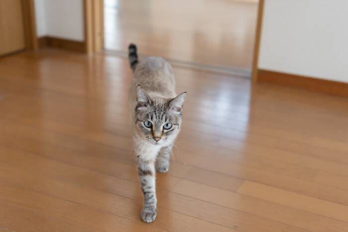 猫は人を『見た目』で判別できるの？3つの認識方法から混乱させないためのポイントまで