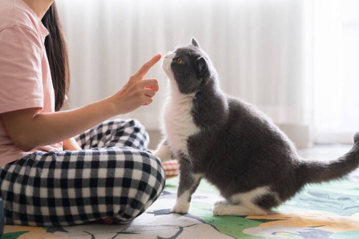 猫は人を『見た目』で判別できるの？3つの認識方法から混乱させないためのポイントまで
