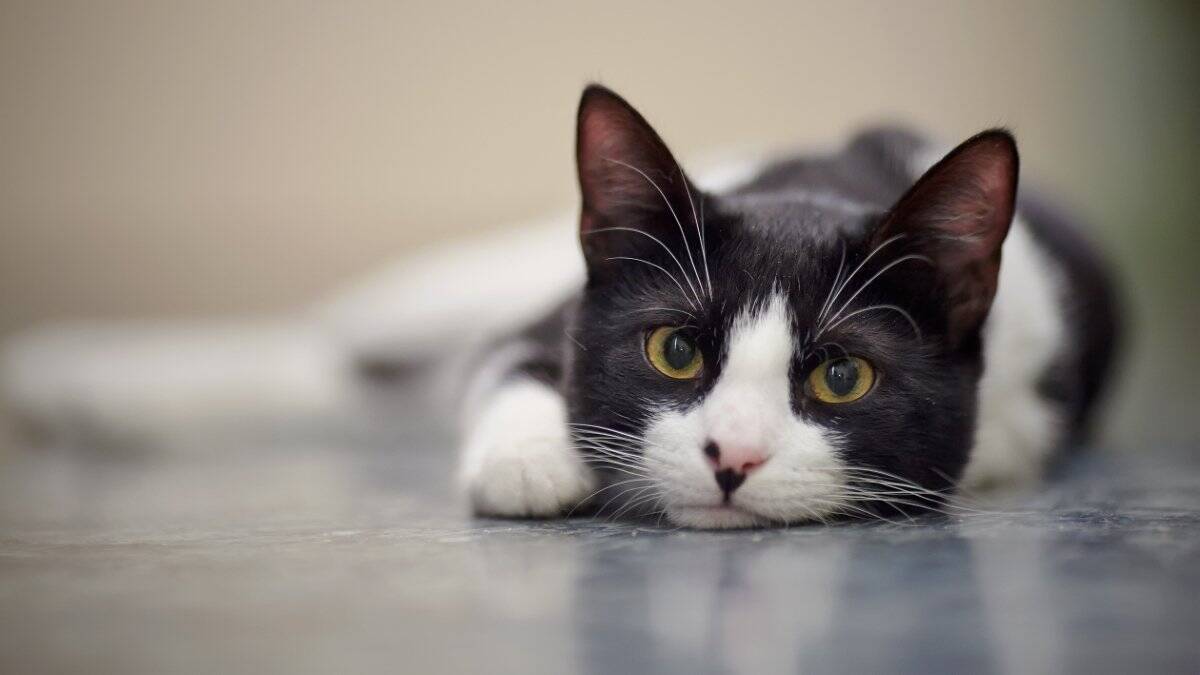 猫は人を『見た目』で判別できるの？3つの認識方法から混乱させないためのポイントまで