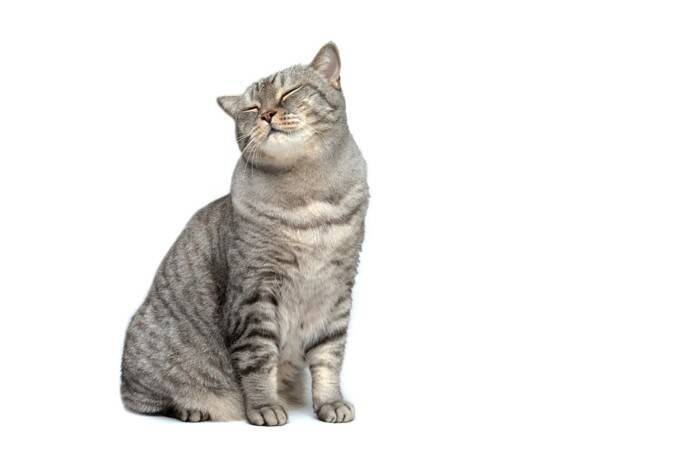 猫が『座った状態で寝る』ときの理由4つ　横にならない理由や心理も解説
