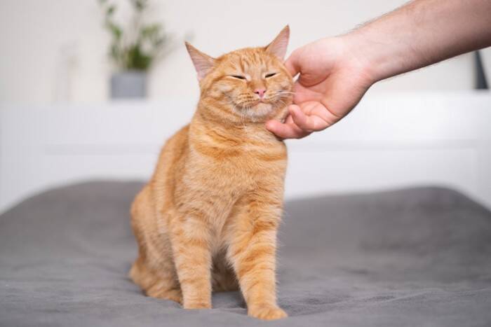 猫が『座った状態で寝る』ときの理由4つ　横にならない理由や心理も解説