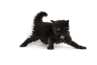 幸せを運ぶ黒猫の『エンジェルマーク』とは？悲しい歴史や幸運のサインといわれる理由
