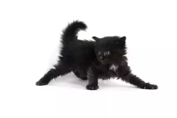 幸せを運ぶ黒猫の『エンジェルマーク』とは？悲しい歴史や幸運のサインといわれる理由