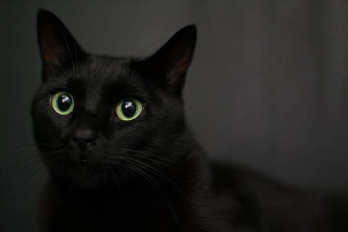 幸せを運ぶ黒猫の『エンジェルマーク』とは？悲しい歴史や幸運のサインといわれる理由