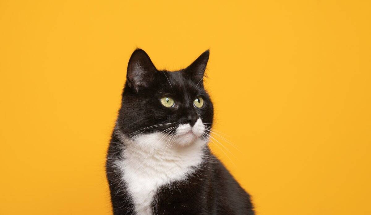 幸せを運ぶ黒猫の『エンジェルマーク』とは？悲しい歴史や幸運のサインといわれる理由