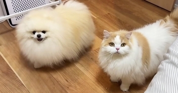 飼い主のことが大好きな『犬と猫』→久しぶりに『一緒に寝よう』と誘われた結果…尊すぎる反応に「めっちゃ楽しそうｗ」「幸せが伝わる」と反響