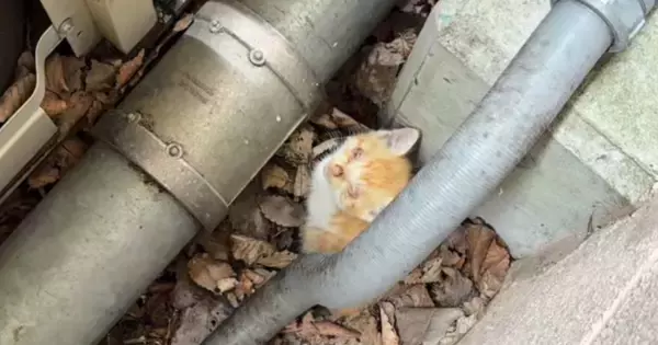 子供から『すごく弱っている子猫がいる』と連絡→保護した結果…涙あふれる光景に「本当にありがとう」「ひとりでは生きられなかったと思う」