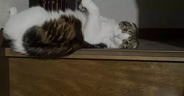 階段でくつろいでいた猫→バランスを崩した結果…『可愛すぎる表情』に笑ってしまう人が続出「ちゃんとカメラ目線ｗ」「よく撮れてるｗ」