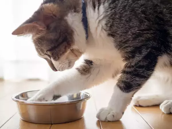 猫がトイレ以外で『砂をかける動作』をする3つの理由　行動が持つ意味や対処法まで解説