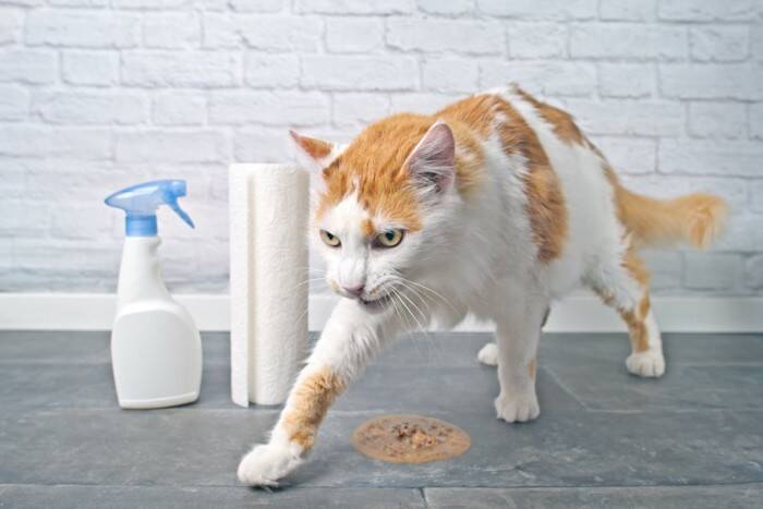 猫がトイレ以外で『砂をかける動作』をする3つの理由　行動が持つ意味や対処法まで解説