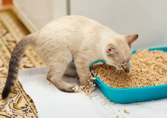猫がトイレ以外で『砂をかける動作』をする3つの理由　行動が持つ意味や対処法まで解説