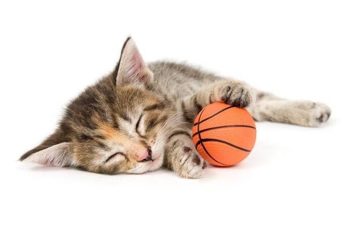 猫があなたの『外出を阻止』している行動5選　引き止める理由や上手な対応をご紹介