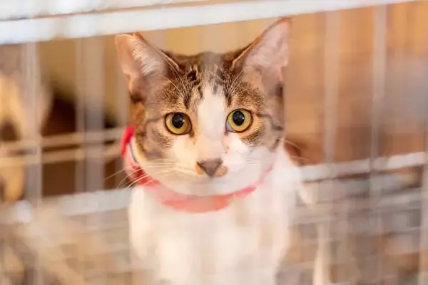 愛猫のために『ケージ』を設置するメリット3つ　活用できるタイミングや注意すべきことまで