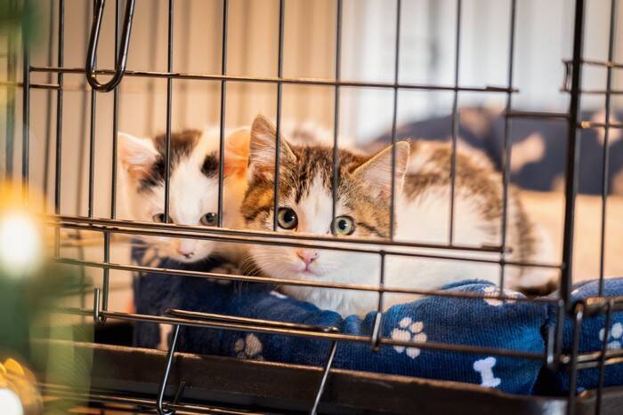 愛猫のために『ケージ』を設置するメリット3つ　活用できるタイミングや注意すべきことまで