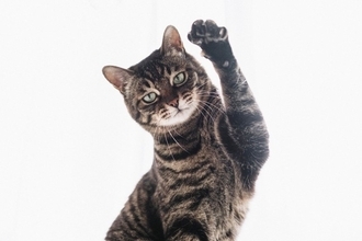 猫が『片手だけ上げている』ときの心理4つ　隠された意味と気持ちを見分けるコツ