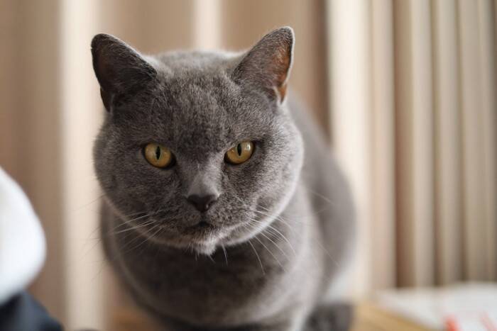 『まんまるな体型』が特徴的な猫種4選　種類別の魅力や性格の傾向などもご紹介