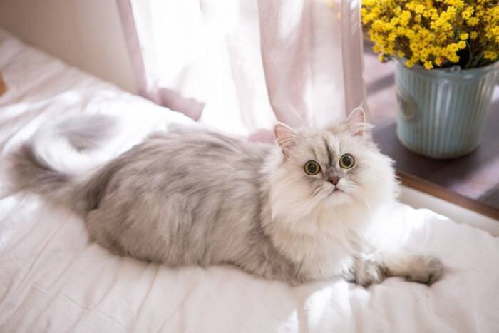 『まんまるな体型』が特徴的な猫種4選　種類別の魅力や性格の傾向などもご紹介