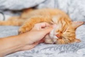 猫が飼い主からの『愛情を感じている』ときにみせるサイン5つ　あなたの気持ちが届いている証？