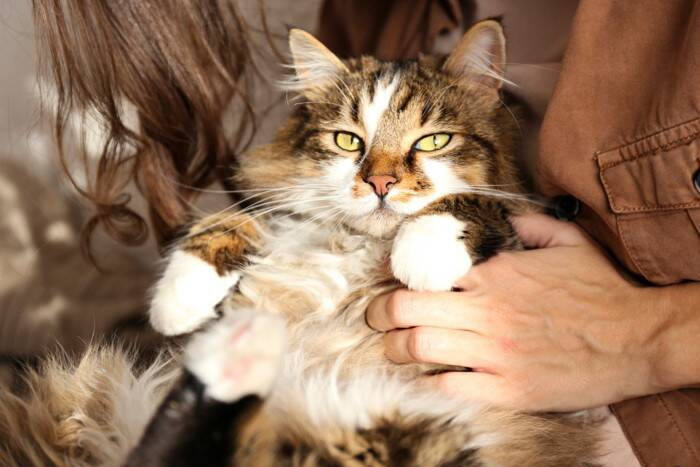 猫が飼い主からの『愛情を感じている』ときにみせるサイン5つ　あなたの気持ちが届いている証？