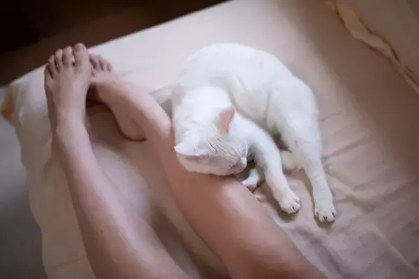 猫に『依存されやすい飼い主』の特徴や習慣5つ　起こりうるトラブルや上手な距離の取り方も