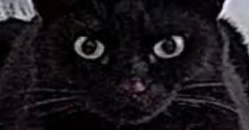 出先から『ペットカメラ』を確認してみたら…映っていた黒猫の『まさかすぎる形』に１万いいね「だいぶ箱ｗ」「険しい顔がいいねｗ」と爆笑
