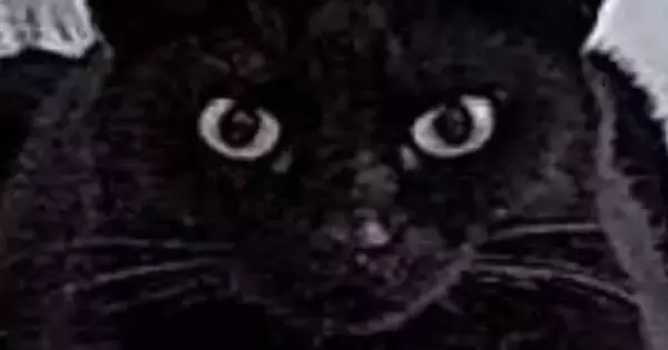 出先から『ペットカメラ』を確認してみたら…映っていた黒猫の『まさかすぎる形』に１万いいね「だいぶ箱ｗ」「険しい顔がいいねｗ」と爆笑