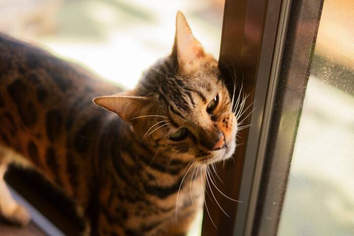 控えめな猫が『実は甘えたい』と思っているときのサイン5つ　愛情表現の意味や上手な応え方まで