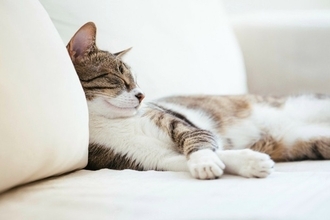 猫の『睡眠』に関するヒミツ3つ　夢を見ることはあるの？気になる疑問を解説