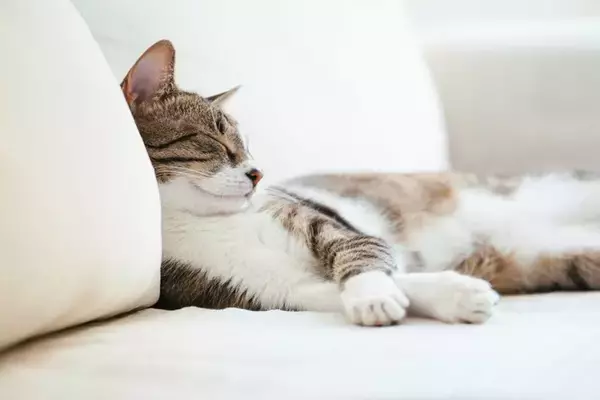 猫の『睡眠』に関するヒミツ3つ　夢を見ることはあるの？気になる疑問を解説