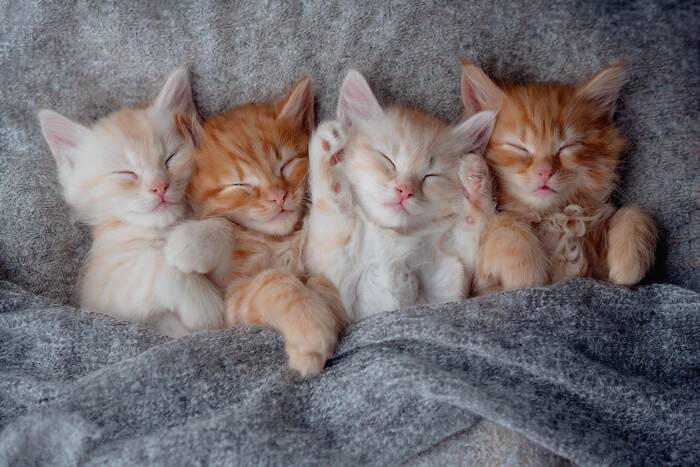 猫の『睡眠』に関するヒミツ3つ　夢を見ることはあるの？気になる疑問を解説