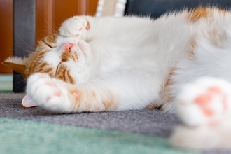 猫が『へそ天』をしたまま眠っているときの理由3つ　あなたへの信頼の証？無防備なポーズに隠された心理とは