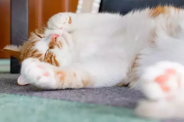 猫が『へそ天』をしたまま眠っているときの理由3つ　あなたへの信頼の証？無防備なポーズに隠された心理とは