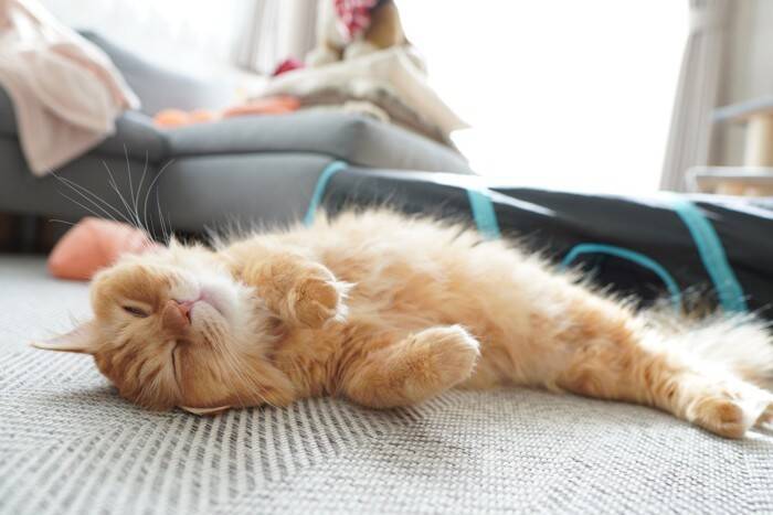 猫が『へそ天』をしたまま眠っているときの理由3つ　あなたへの信頼の証？無防備なポーズに隠された心理とは