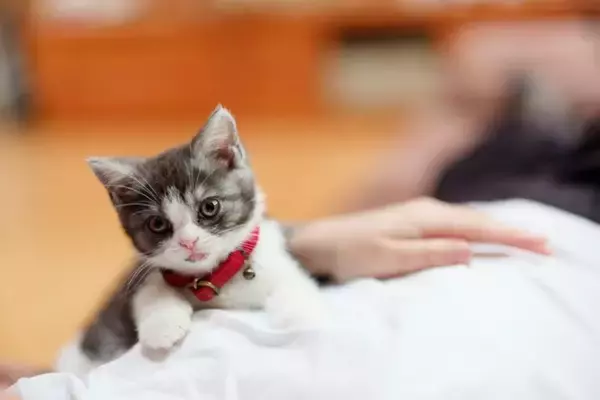 『猫を愛している人』かどうか見抜くためのポイント5つ　実はあなたも周りに気付かれているかも？