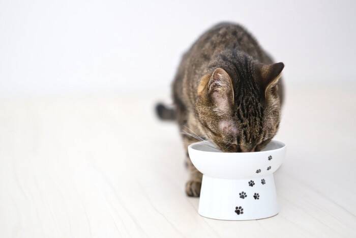 『猫を愛している人』かどうか見抜くためのポイント5つ　実はあなたも周りに気付かれているかも？