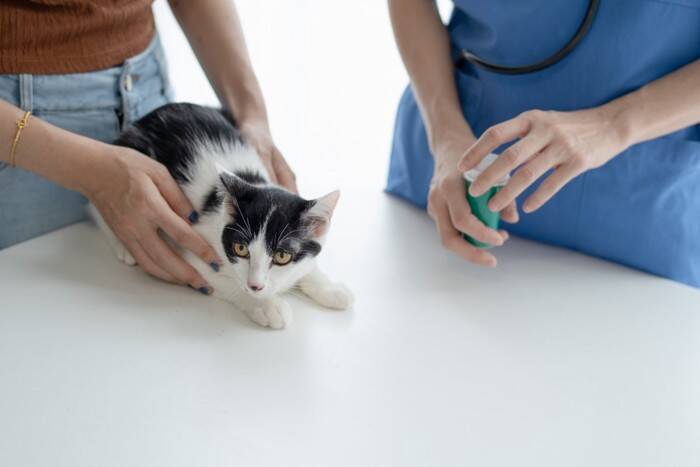 『猫を愛している人』かどうか見抜くためのポイント5つ　実はあなたも周りに気付かれているかも？