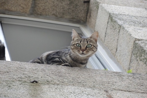 猫の飼い方に関する『今と昔で違うところ』5つ　栄養管理や飼育環境など…時代と共に進歩したこととは