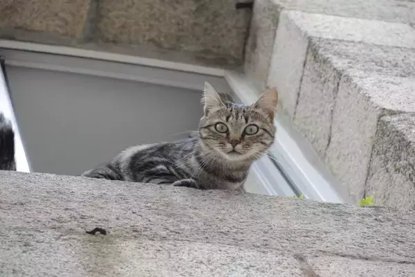 猫の飼い方に関する『今と昔で違うところ』5つ　栄養管理や飼育環境など…時代と共に進歩したこととは