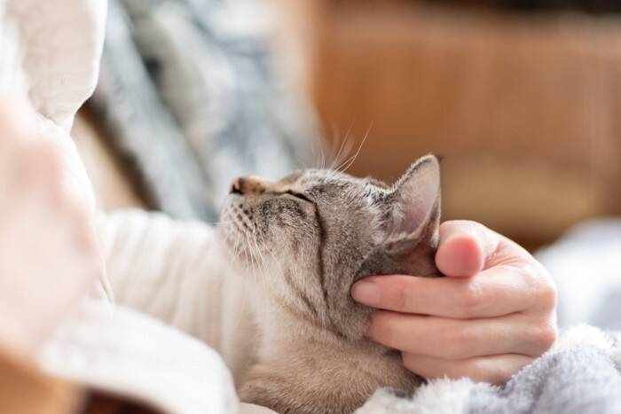 猫の飼い方に関する『今と昔で違うところ』5つ　栄養管理や飼育環境など…時代と共に進歩したこととは