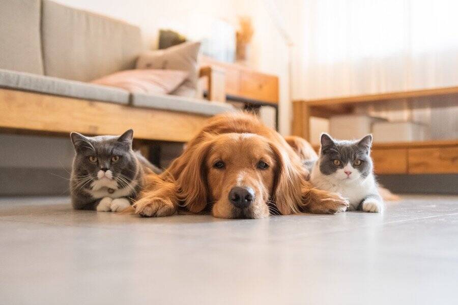 現イギリス王族で唯一の猫好き！　マイケル公妃の印象的な「猫愛」