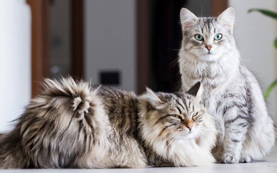 現イギリス王族で唯一の猫好き！　マイケル公妃の印象的な「猫愛」