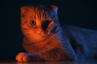 夏にぴったり？『猫にまつわる妖怪』3選　語り継がれる言い伝えや特徴をご紹介